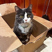 Hazel joined the competition — help win amazing prizes! animal, bell, box, cardboard_box, cat, closeup, collar, curious, cute, domestic_animal, feline, floor, indoor, looking_up, pet, sitting, tuxedo_cat, whiskers, wooden_cabinet, yellow_eyes
