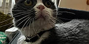 Hazel is registered to the contest to win money with this photo: animal, background, black_and_white, cat, close_up, collar, curious, domestic_cat, feline, fur, furniture, household, indoor, looking_up, pet, portrait, soft_light, tuxedo_cat, whiskers, yellow_eyes