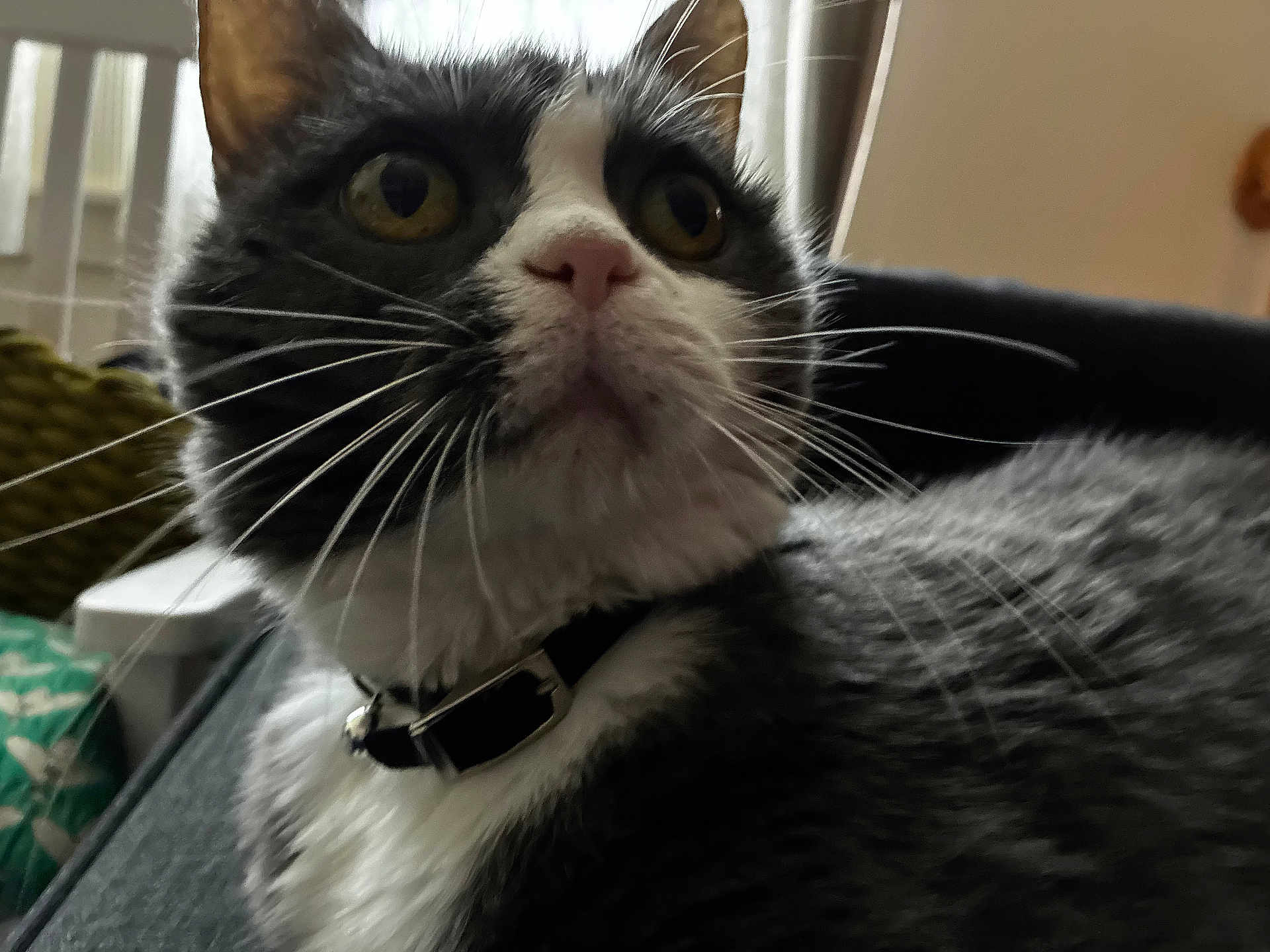 Hazel