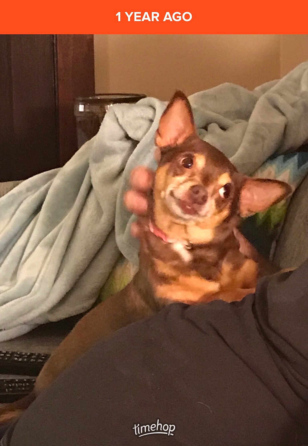 Lissy is registered to the contest to win money with this photo: canidae, carnivore, chihuahua, companion_dog, dog, dog_breed, ear, fawn, furniture, head, miniature_pinscher, photo_caption, skin, toy_dog
