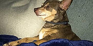 Lissy is registered to the contest to win money with this photo: american_hairless_terrier, canidae, carnivore, dog, dog_breed, ear, english_toy_terrier, fawn, german_pinscher, guard_dog, mammal, miniature_pinscher, pinscher, prazsky_krysarik, snout, toy_dog, toy_manchester_terrier