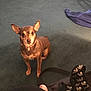 Lissy joined the competition — help win amazing prizes! canidae, carnivore, chihuahua, dog, dog_breed, fawn, mammal, miniature_pinscher, russkiy_toy, sporting_group, toy_dog, vertebrate