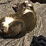 Mario is registered to the contest to win money with this photo: carnivore, cat, domestic_short_haired_cat, felidae, fur, small_to_medium_sized_cats, snowshoe, tail, whiskers