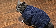 Mario joined the competition — help win amazing prizes! carnivore, cat, european_shorthair, felidae, floor, flooring, fur, hardwood, laminate_flooring, small_to_medium_sized_cats, tail, whiskers, wood, wood_flooring