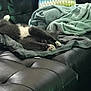 Mario joined the competition — help win amazing prizes! canidae, car_seat, cat, comfort, couch, felidae, nap, non_sporting_group, whiskers