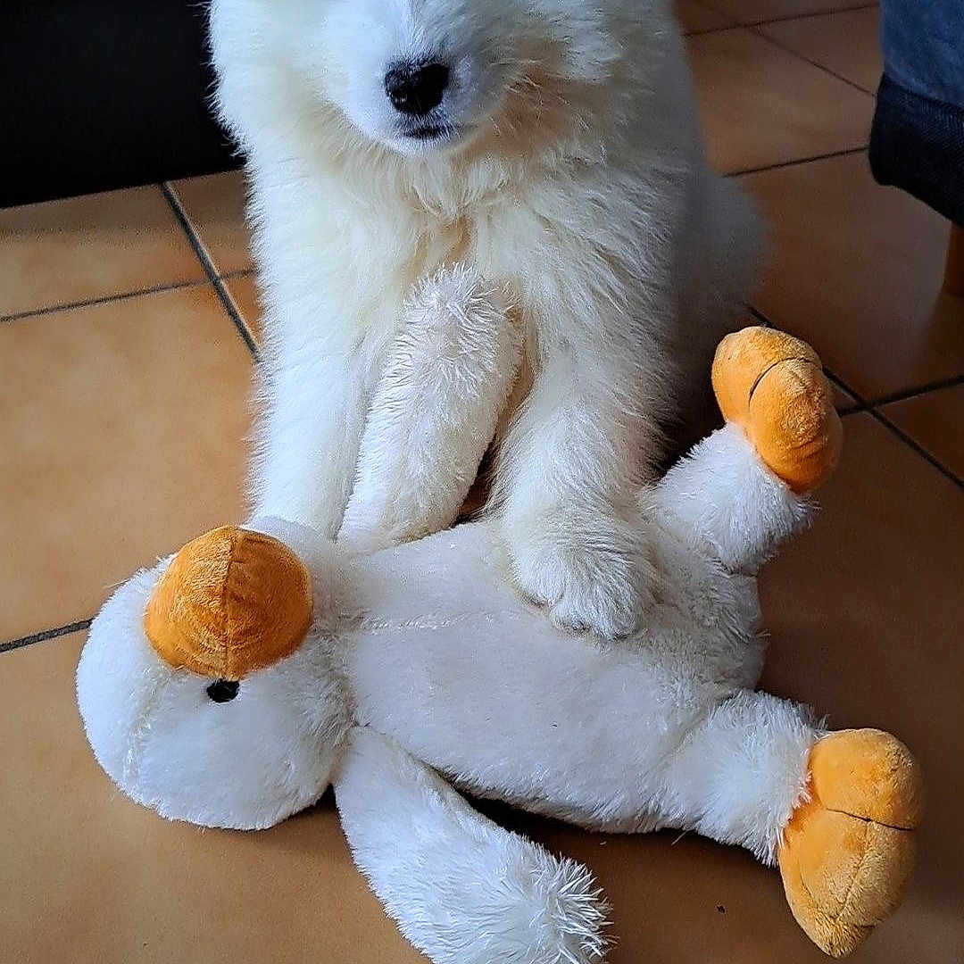 Uma a rejoint le concours — aidez-le/la à gagner de superbes lots ! angora, animal, ball, canine, cat, dog, dogbed, eskimodog, football, fox, husky, pet, plush, puppy, soccer, soccerball, sport, teddybear, toy, whitedog