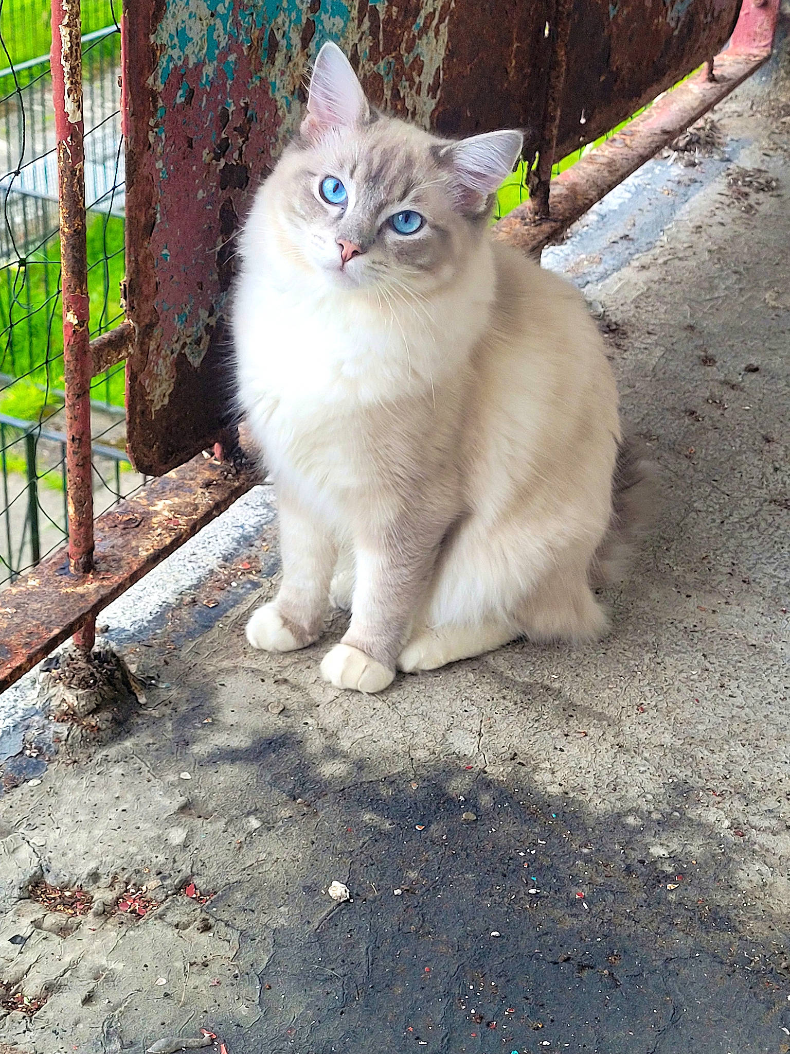 Casper is registered to the contest to win money with this photo: asphalt, carnivore, cat, domestic_short_haired_cat, electric_blue, eye, fawn, felidae, fur, paw, plant, road, road_surface, sidewalk, small_to_medium_sized_cats, snout, tail, tree, whiskers, wood