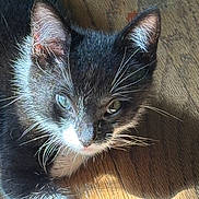 Genesis is registered to the contest to win money with this photo: kitten, cat, black_and_white, close_up, whiskers, floor, wooden_floor, sunlight, pet, animal, young_cat, feline, curious, indoor, portrait, fur, eyes, paw, shadow, domestic_cat