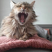 Bella a rejoint le concours — aidez-le/la à gagner de superbes lots ! animal, blanket, cat, cozy, cute, domestic, fluffy, fur, furniture, gray, indoor, mammal, mouth_open, pet, pink, relaxed, sleepy, sofa, whiskers, yawning