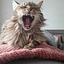 animal, blanket, cat, cozy, cute, domestic, fluffy, fur, furniture, gray, indoor, mammal, mouth_open, pet, pink, relaxed, sleepy, sofa, whiskers, yawning