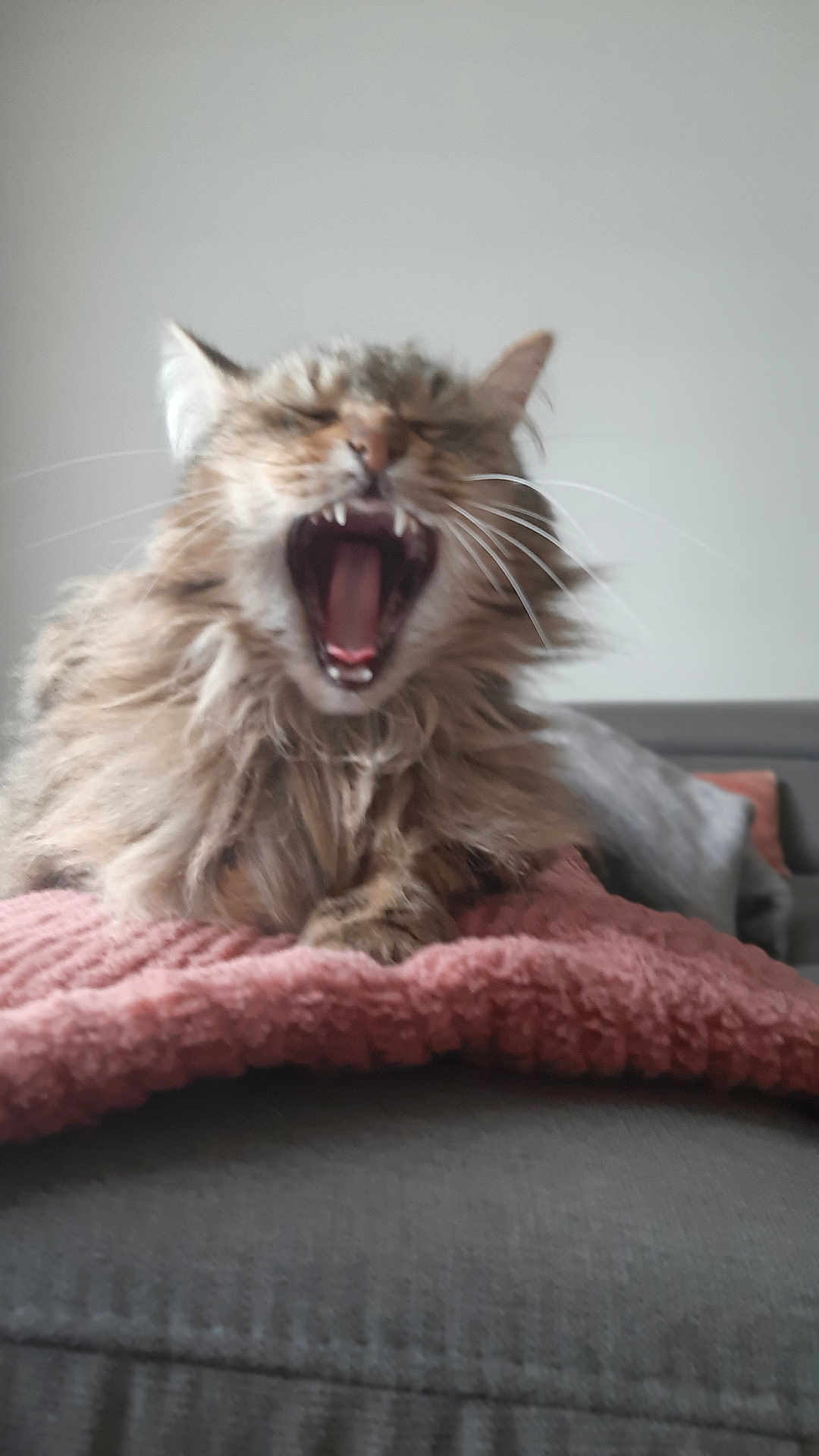 Bella
