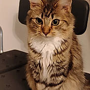 Rosie is registered to the contest to win money with this photo: cat, tabby, fluffy, pet, animal, indoor, chair, feline, whiskers, ears, fur, portrait, cute, domestic, sitting, yellow_eyes, striped, soft_light, curious, closeup