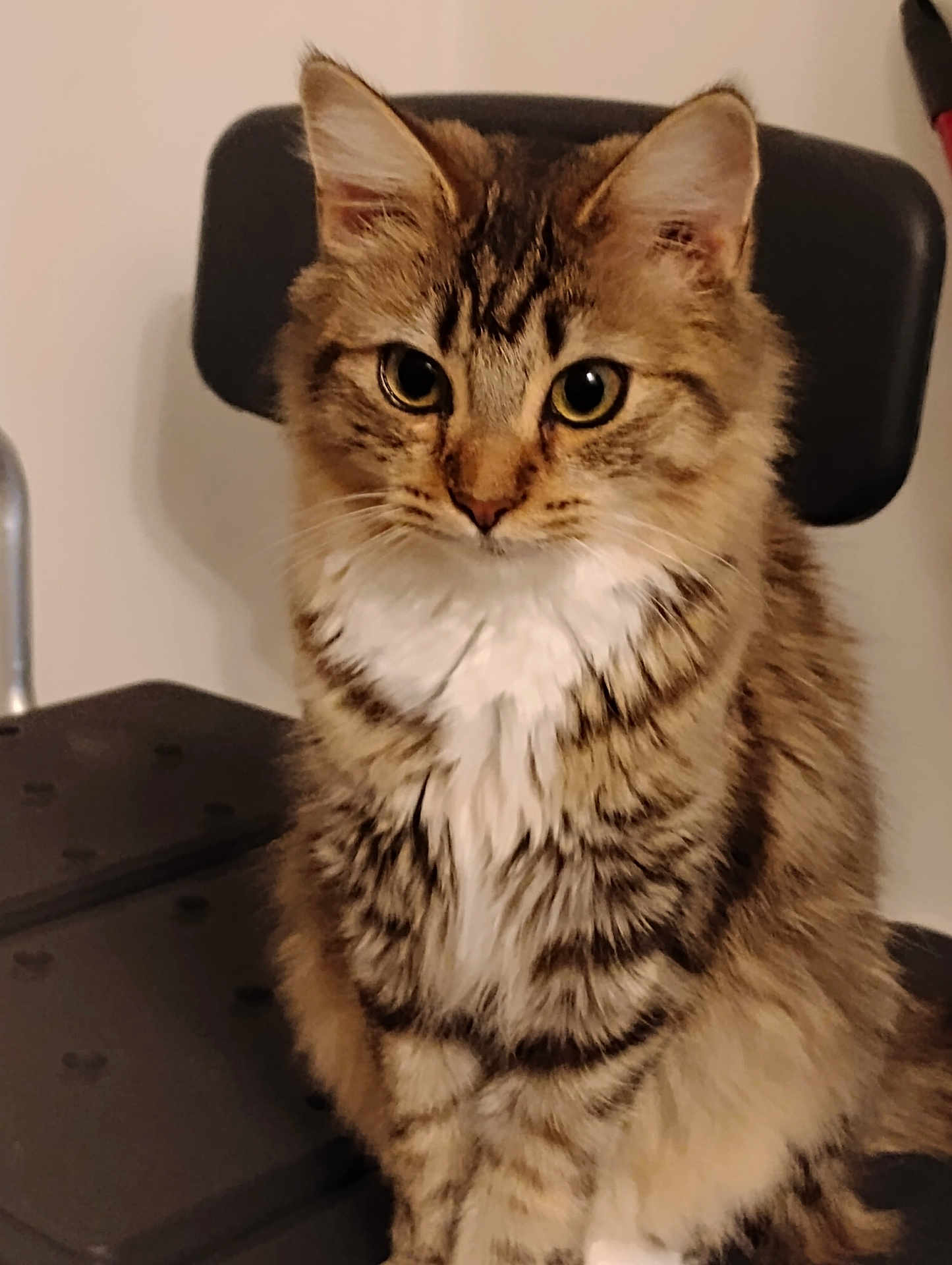 Rosie is registered to the contest to win money with this photo: cat, tabby, fluffy, pet, animal, indoor, chair, feline, whiskers, ears, fur, portrait, cute, domestic, sitting, yellow_eyes, striped, soft_light, curious, closeup