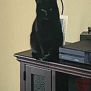 Piper is registered to the contest to win money with this photo: black, black_cat, carnivore, cat, chartreux, chest_of_drawers, domestic_short_haired_cat, felidae, korat, russian_blue, small_to_medium_sized_cats, tail, whiskers