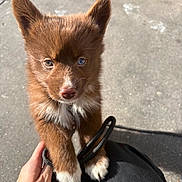 Yuba a rejoint le concours — aidez-le/la à gagner de superbes lots ! animal, blue_eye, brown_fur, canine, closeup, concrete, cute, dog, fur, hand, heterochromia, kneeling, leash, outdoor, pet, playful, puppy, sunlight, white_paws, young_dog