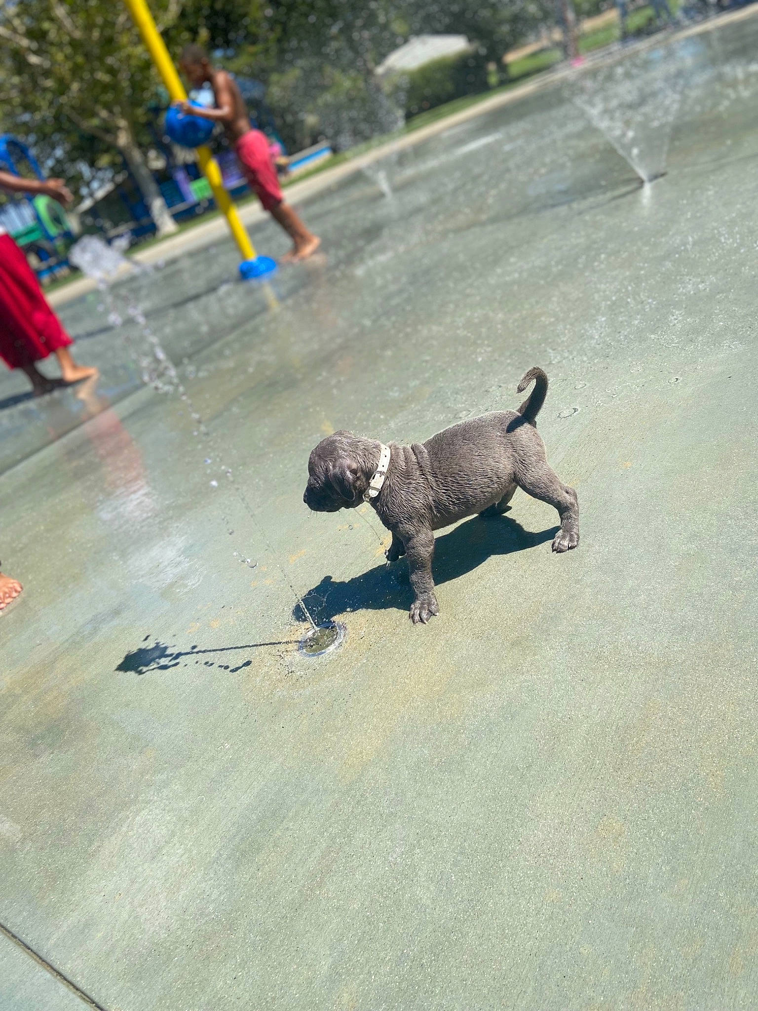 Amun joined the competition — help win amazing prizes! asphalt, canidae, carnivore, city, companion_dog, dog, dog_breed, fashion_accessory, flooring, leash, line, metal, pedestrian, recreation, road, road_surface, sidewalk, soil, tail, tree