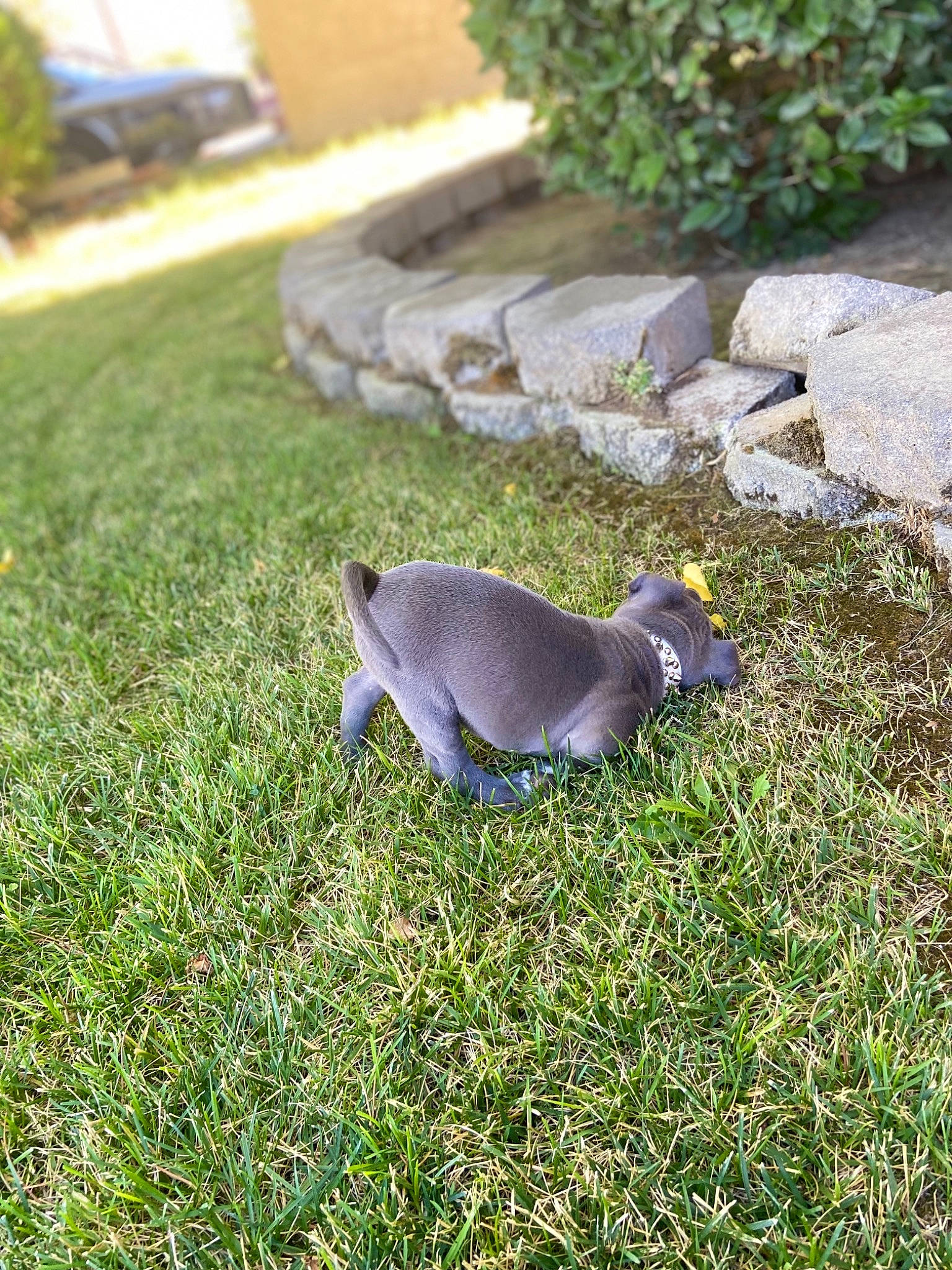 Amun is registered to the contest to win money with this photo: beak, bird, felidae, garden, grass, groundcover, landscape, landscaping, lawn, pigeons_and_doves, plant, rock, rock_dove, stock_dove, tail, terrestrial_animal, wildlife, yard