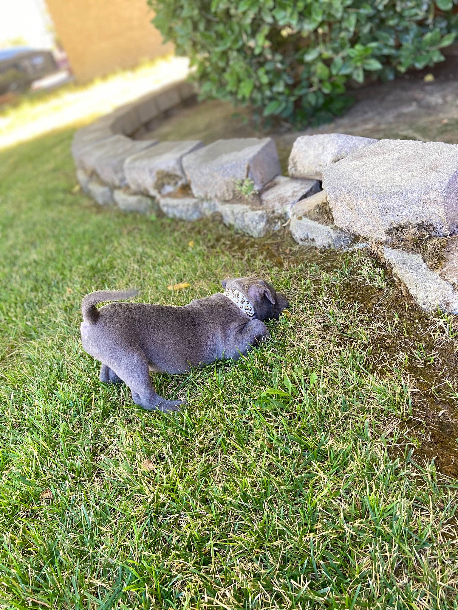 Amun is registered to the contest to win money with this photo: canidae, fawn, felidae, fur, garden, grass, grass_family, groundcover, landscaping, plant, road_surface, rock_dove, rodent, snout, sporting_group, squirrel, stock_dove, tail, terrestrial_animal, whiskers