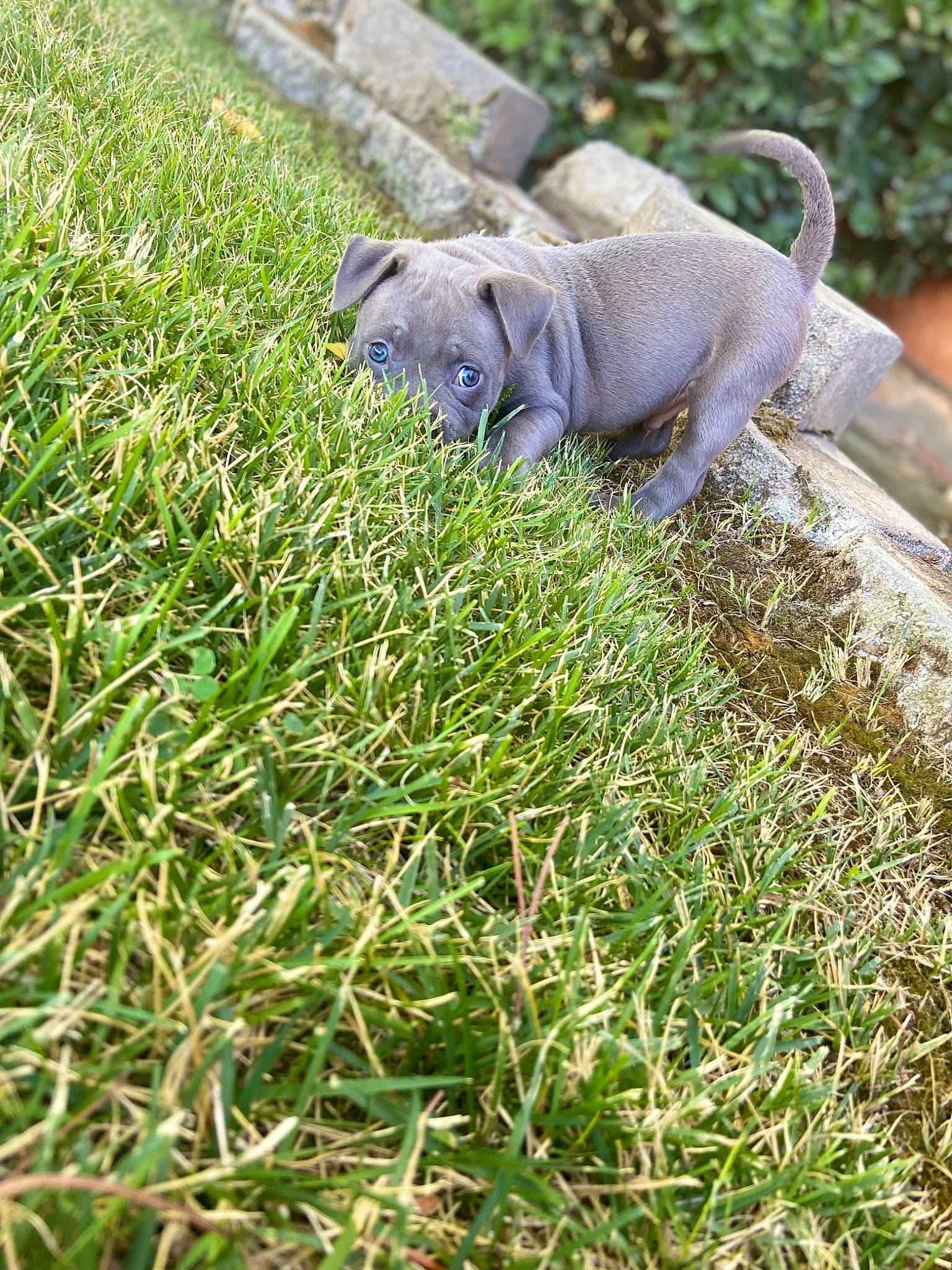 Amun is registered to the contest to win money with this photo: canidae, carnivore, dog, dog_breed, fawn, grass, grass_family, grassland, groundcover, herb, plant, reptile, shrub, snout, soil, sporting_group, tail, terrestrial_animal, wildlife, working_animal