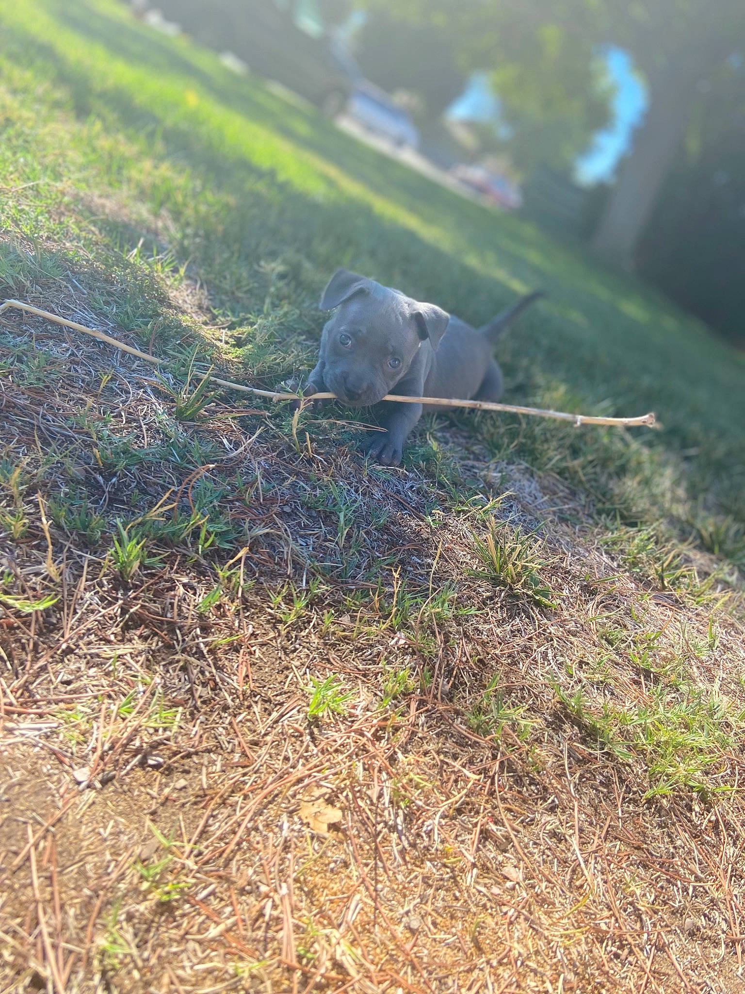 Amun joined the competition — help win amazing prizes! beak, bird, circle, feather, grass, grass_family, grassland, groundcover, landscape, pasture, plant, prairie, shadow, soil, stock_dove, tail, terrestrial_animal, twig, wildlife, wood