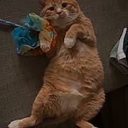 Torb joined the competition — help win amazing prizes! cat, orange_tabby, pet, indoor, toy, feathers, couch, relaxed, cute, fluffy, whiskers, paw, fur, animal, domestic_cat, playful, lazy, closeup, feline, home