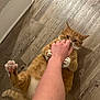 Torb is registered to the contest to win money with this photo: cat, orange_tabby, hand, human_arm, wood_floor, indoor, pet, playful, grip, paws, fur, claws, animal, cute, domestic, interaction, expression, relaxed, laying_down, close_up