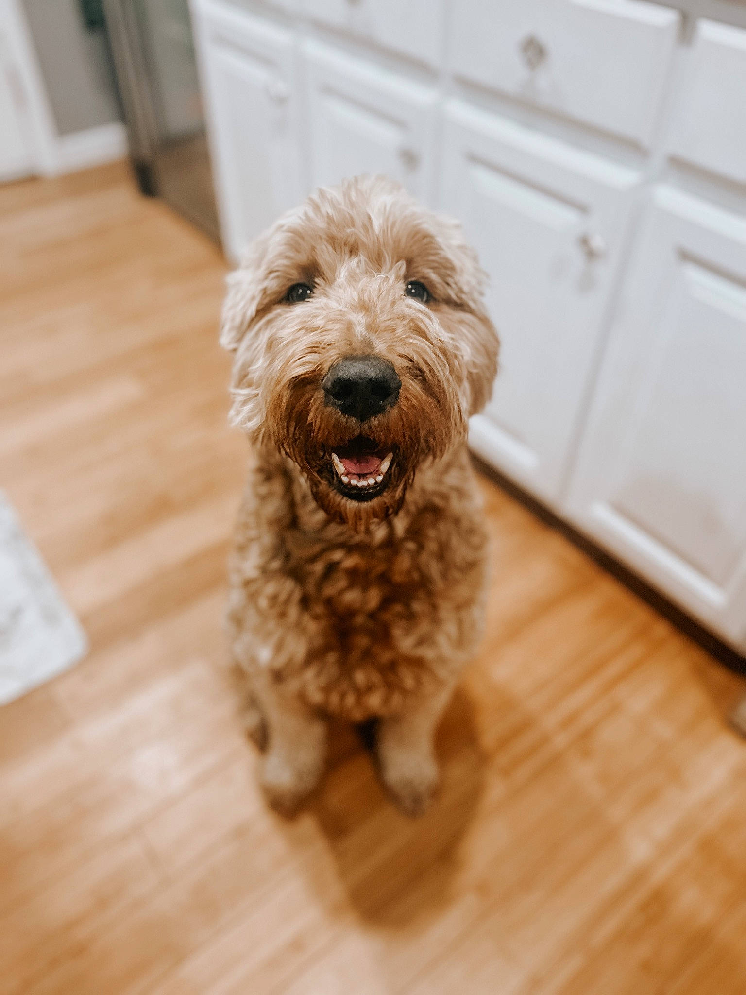 River joined the competition — help win amazing prizes! carnivore, companion_dog, dog, dog_breed, door, floor, flooring, fur, hardwood, plank, poodle, small_terrier, snout, sporting_group, terrier, toy_dog, water_dog, wood, wood_stain, working_animal