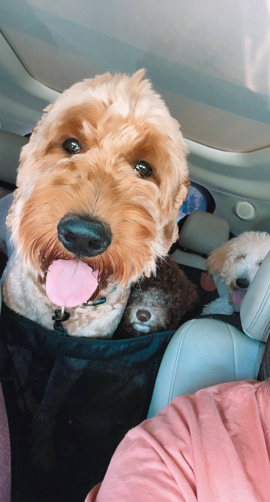 River joined the competition — help win amazing prizes! canidae, car_seat, car_seat_cover, carnivore, collar, comfort, companion_dog, dog, dog_breed, dog_collar, dog_supply, fur, liver, motor_vehicle, seat_belt, snout, sporting_group, terrier, vehicle, working_animal
