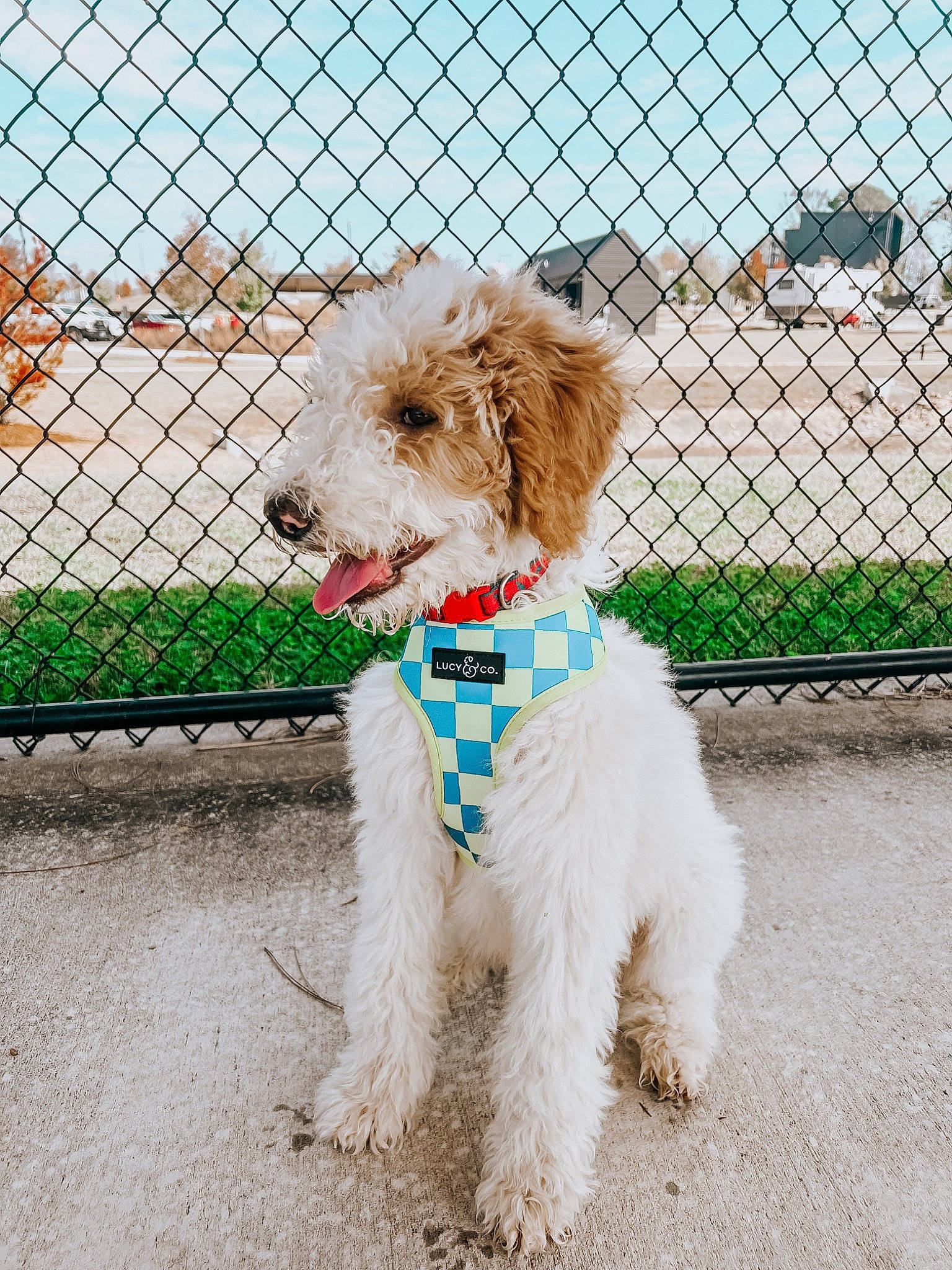 Wake joined the competition — help win amazing prizes! carnivore, collar, companion_dog, dog, dog_breed, dog_clothes, dog_collar, dog_supply, fence, labradoodle, leash, mesh, pet_supply, poodle, sky, terrier, toy_dog, water_dog, wire_fencing, working_animal