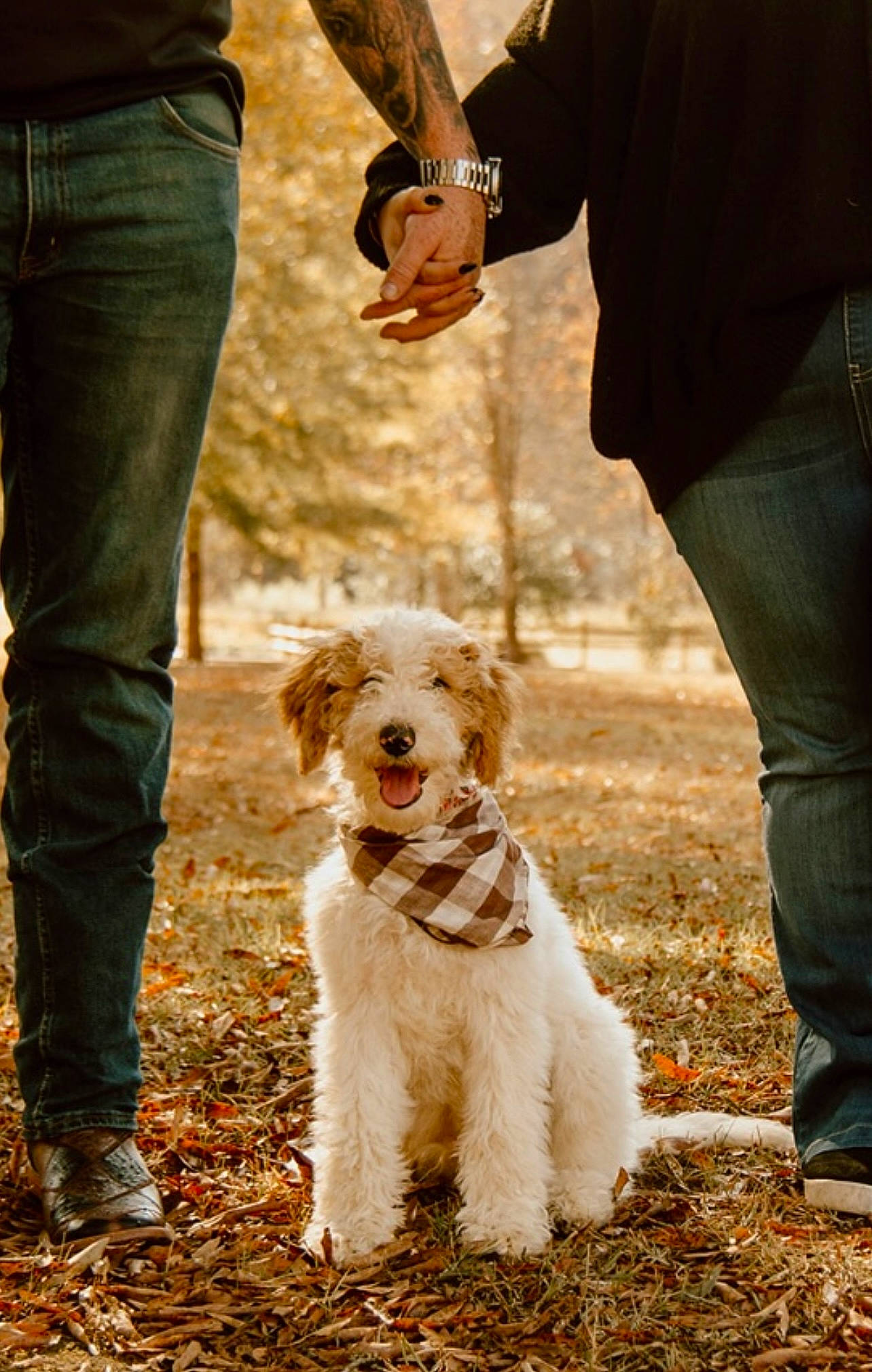 Wake is registered to the contest to win money with this photo: carnivore, clothing, companion_dog, dog, dog_breed, fawn, fur, gesture, grass, happy, jeans, leash, people_in_nature, shoe, smile, sneakers, snout, sporting_group, trousers, walking
