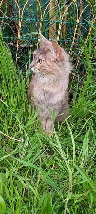 Choupie a rejoint le concours — aidez-le/la à gagner de superbes lots ! carnivore, cat, domestic_short_haired_cat, fawn, felidae, fur, grass, grass_family, grassland, groundcover, lawn, maine_coon, plant, small_to_medium_sized_cats, snout, tail, terrestrial_animal, whiskers, wildlife, wood