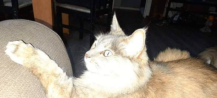 Choupie participe au concours pour gagner de l'argent avec cette photo : carnivore, cat, cat_supply, chair, claw, comfort, domestic_short_haired_cat, fawn, felidae, fur, paw, small_to_medium_sized_cats, snout, terrestrial_animal, whiskers