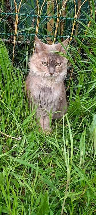 Choupie a rejoint le concours — aidez-le/la à gagner de superbes lots ! british_longhair, carnivore, cat, domestic_short_haired_cat, fawn, felidae, fur, grass, grass_family, grassland, groundcover, lawn, meadow, plant, small_to_medium_sized_cats, tail, terrestrial_animal, whiskers, wildlife, wood