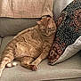 animal, blanket, cat, comfort, couch, cozy, domestic_cat, feline, furniture, home, indoor, lazy, living_room, orange_tabby, pet, pillow, relaxed, resting, tabby, texture