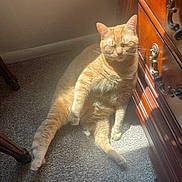 Clancy is registered to the contest to win money with this photo: animal, carpet, cat, cozy, cute, domestic_cat, feline, furniture, home, indoor, lazy, orange_tabby, paw, pet, relaxed, sitting, sunbeam, sunlight, whiskers, wooden