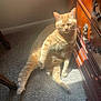 animal, carpet, cat, cozy, cute, domestic_cat, feline, furniture, home, indoor, lazy, orange_tabby, paw, pet, relaxed, sitting, sunbeam, sunlight, whiskers, wooden