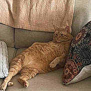 Clancy is registered to the contest to win money with this photo: animal, cat, comfort, couch, cozy, cute, domestic_cat, feline, furniture, home, indoor, lazy, living_room, mammal, orange_tabby, pet, pillow, relaxed, resting, tabby_pattern