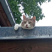 Praline a rejoint le concours — aidez-le/la à gagner de superbes lots ! cat, animal, pet, outdoor, roof, metal, wood, greenery, tree, leaf, curious, paw, feline, nature, daylight, closeup, looking, head, ears, whiskers