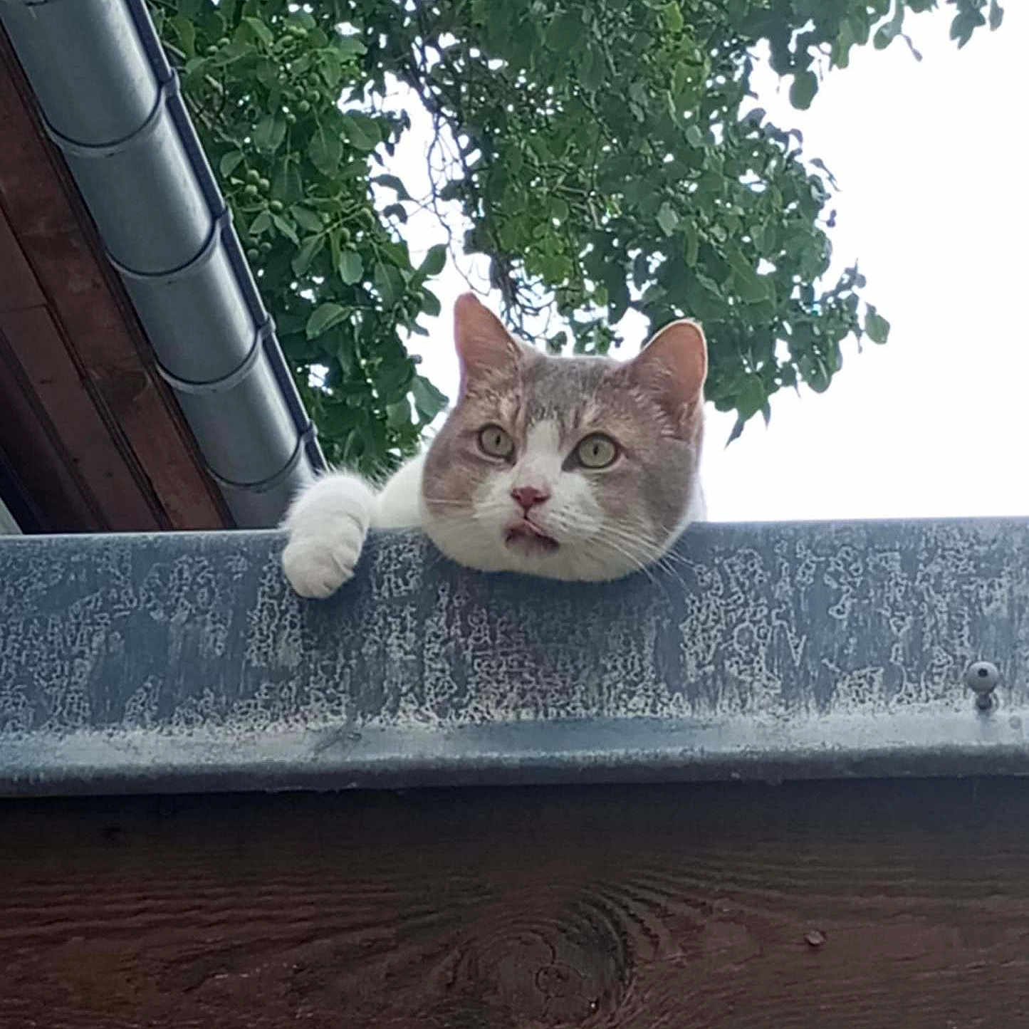 Praline a rejoint le concours — aidez-le/la à gagner de superbes lots ! animal, cat, closeup, curious, daylight, ears, feline, greenery, head, leaf, looking, metal, nature, outdoor, paw, pet, roof, tree, whiskers, wood