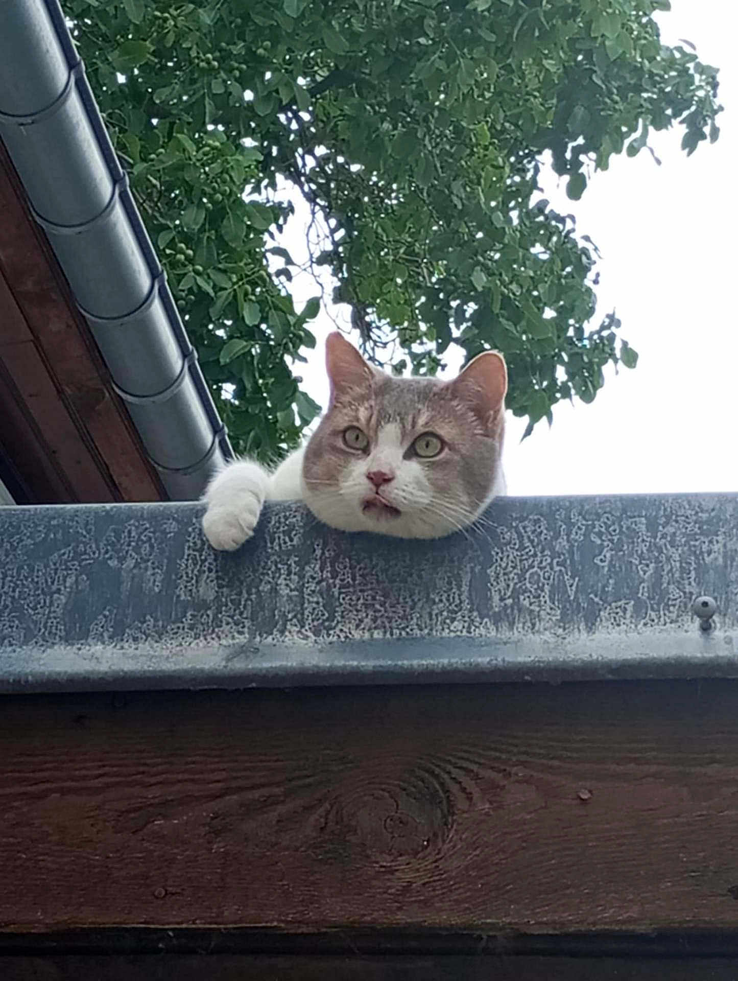 Praline a rejoint le concours — aidez-le/la à gagner de superbes lots ! cat, animal, pet, outdoor, roof, metal, wood, greenery, tree, leaf, curious, paw, feline, nature, daylight, closeup, looking, head, ears, whiskers