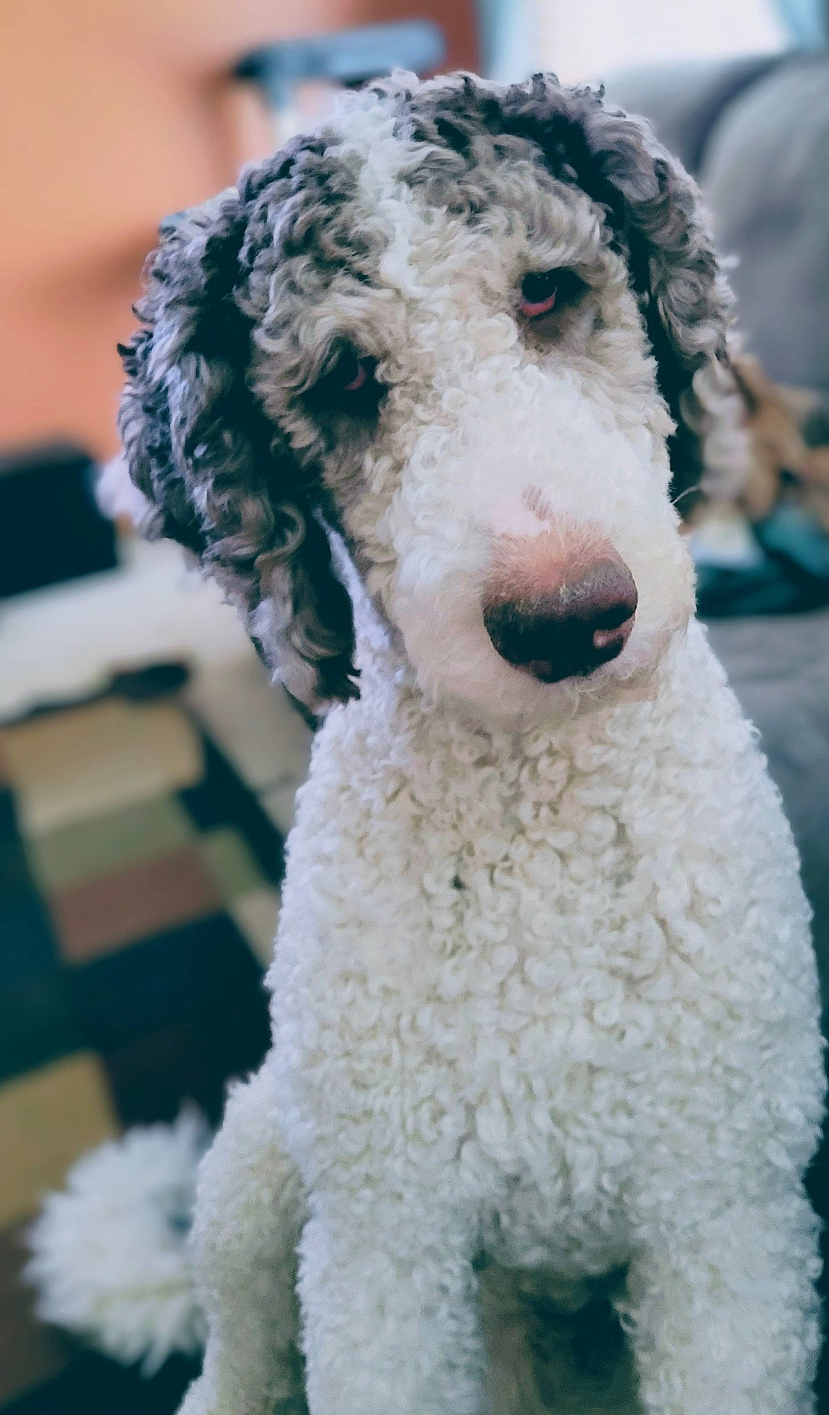 Jedi is registered to the contest to win money with this photo: canidae, carnivore, collar, companion_dog, dog, dog_breed, dog_collar, flooring, fur, metal, non_sporting_group, pet_supply, poodle, snout, sporting_group, terrestrial_animal, toy_dog, water_dog, working_animal