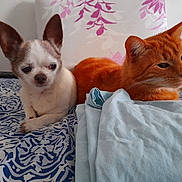 Gollum a rejoint le concours — aidez-le/la à gagner de superbes lots ! chihuahua, dog, cat, orange_cat, bed, blanket, indoor, pet, animal, resting, furry, companion, small_dog, cute, blue, pattern, relaxed, fur, whiskers, ears
