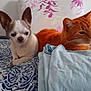 chihuahua, dog, cat, orange_cat, bed, blanket, indoor, pet, animal, resting, furry, companion, small_dog, cute, blue, pattern, relaxed, fur, whiskers, ears