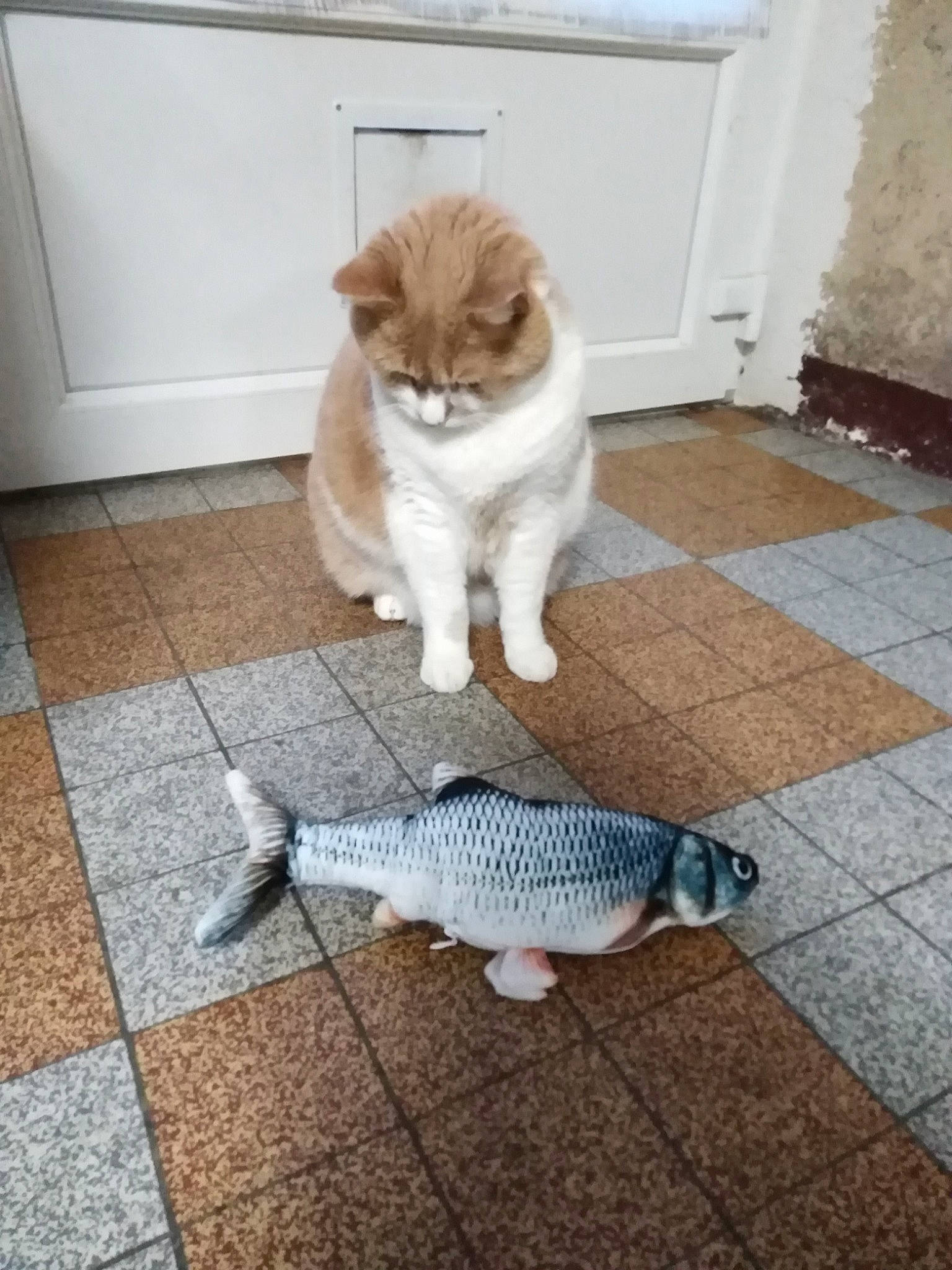 Trésor a rejoint le concours — aidez-le/la à gagner de superbes lots ! carnivore, cat, companion_dog, domestic_short_haired_cat, fawn, felidae, floor, flooring, fur, grey, hardwood, human_leg, paw, seafood, sitting, small_to_medium_sized_cats, snout, tail, whiskers, wood