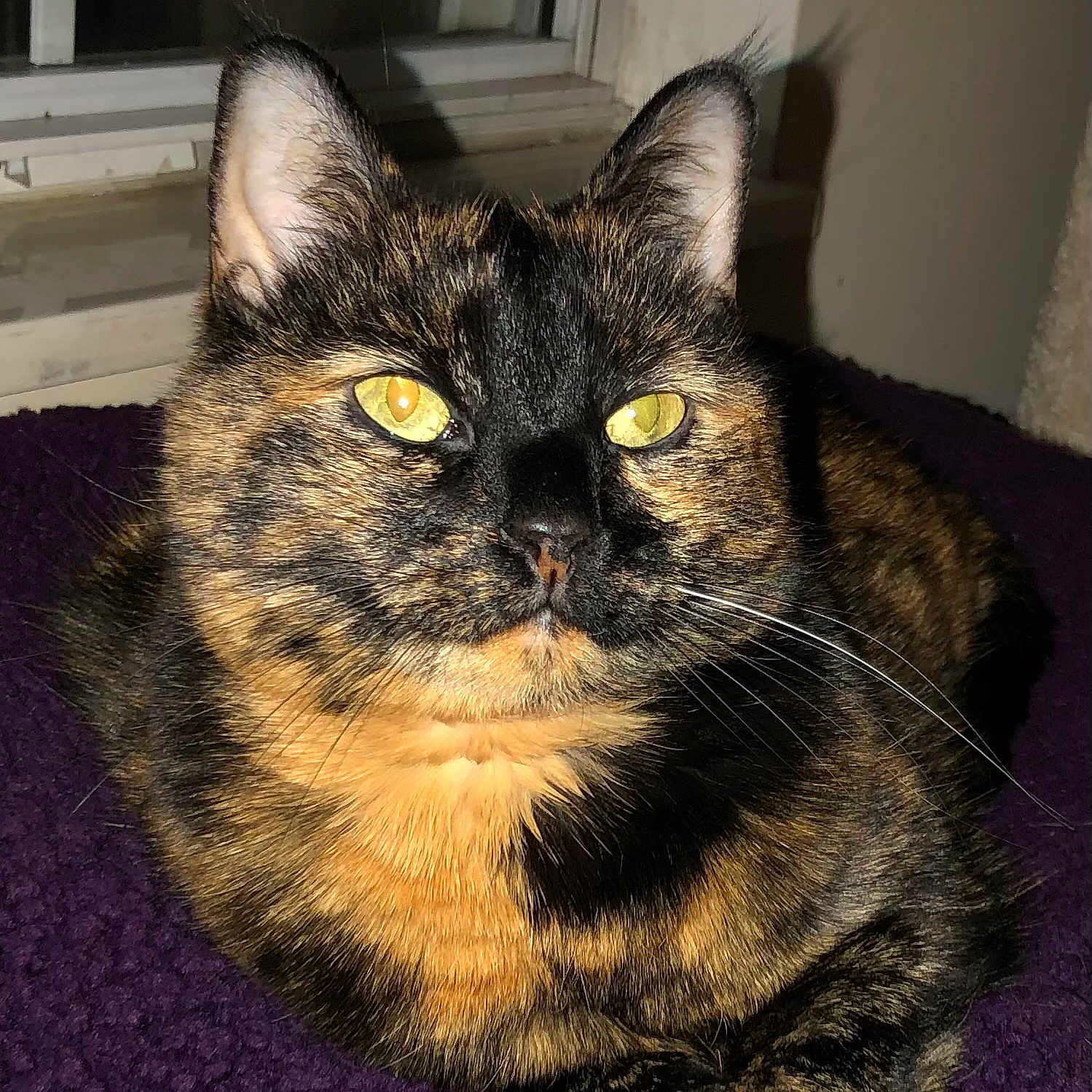 Kalina Kay Priscilla is registered to the contest to win money with this photo: animal, cat, close_up, cozy, cute, domestic_cat, feline, fur, indoor, mammal, pet, portrait, purple_blanket, relaxed, resting, sleepy, tortoiseshell, whiskers, window, yellow_eyes