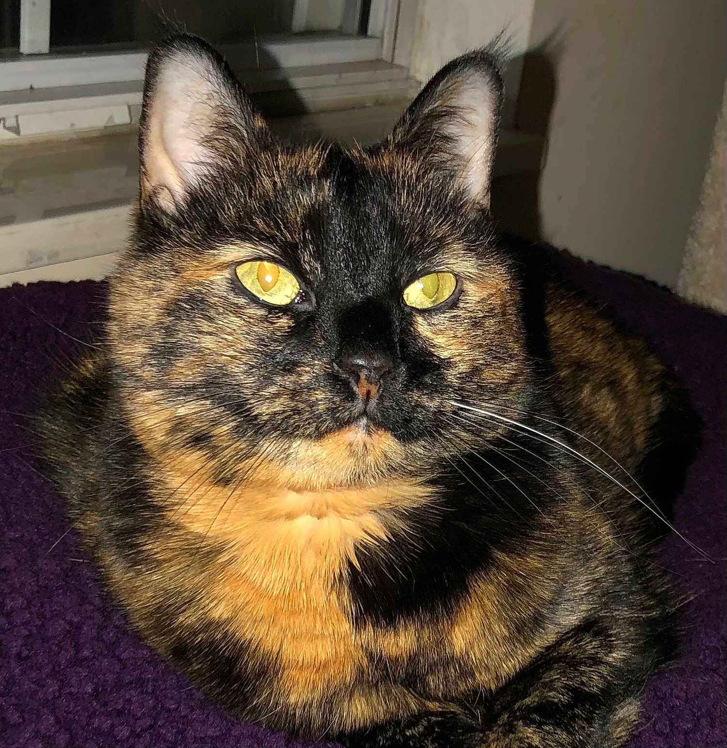 Kalina Kay Priscilla is registered to the contest to win money with this photo: animal, cat, close_up, cozy, cute, domestic_cat, feline, fur, indoor, mammal, pet, portrait, purple_blanket, relaxed, resting, sleepy, tortoiseshell, whiskers, window, yellow_eyes