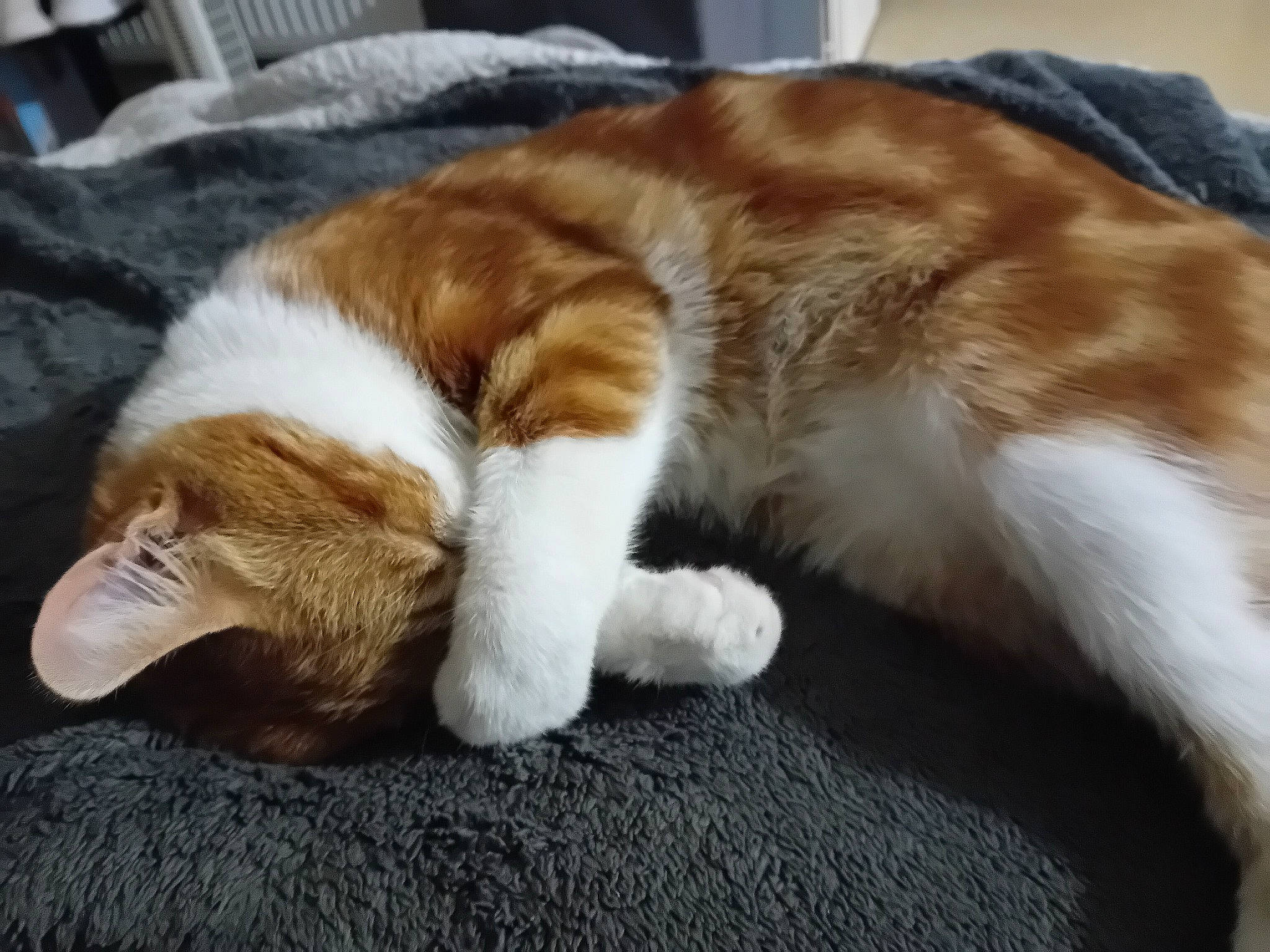 Shiro a rejoint le concours — aidez-le/la à gagner de superbes lots ! brown, carnivore, cat, claw, comfort, companion_dog, domestic_short_haired_cat, fawn, felidae, foot, fur, nap, paw, small_to_medium_sized_cats, snout, tail, terrestrial_animal, whiskers