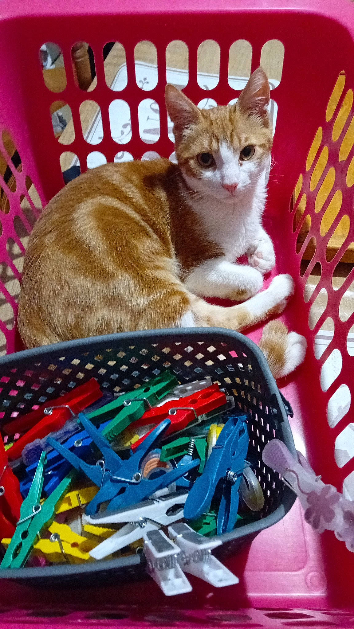 Shiro participe au concours pour gagner de l'argent avec cette photo : bag, carnivore, cat, comfort, domestic_short_haired_cat, electric_blue, fashion_accessory, fawn, felidae, fur, hat, holiday, lap, linens, magenta, pattern, sitting, small_to_medium_sized_cats, tail, whiskers