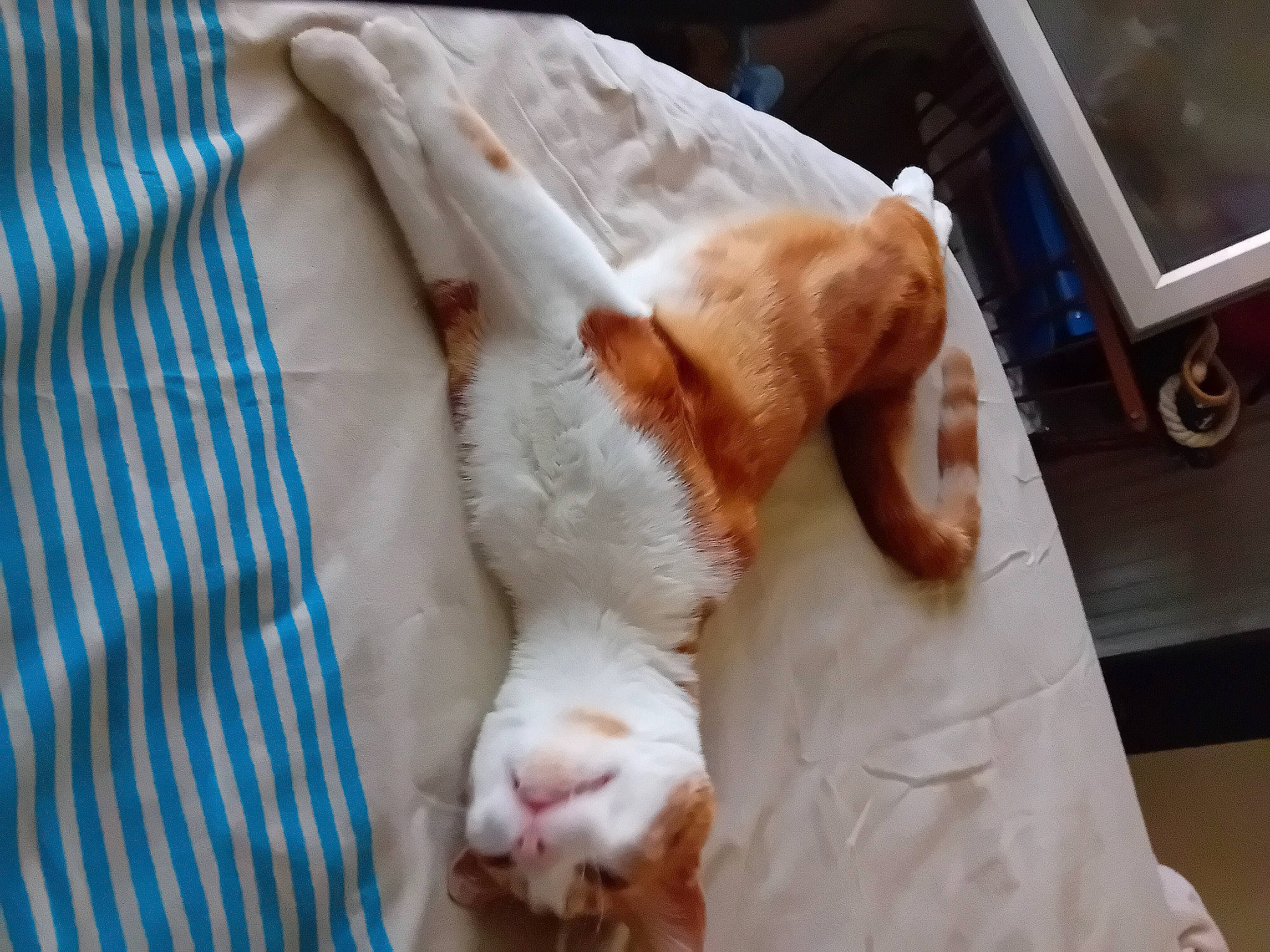 Shiro participe au concours pour gagner de l'argent avec cette photo : carnivore, cat, claw, comfort, companion_dog, domestic_short_haired_cat, eye, fawn, felidae, foot, fur, human_leg, linens, paw, small_to_medium_sized_cats, snout, sporting_group, tail, whiskers, wood