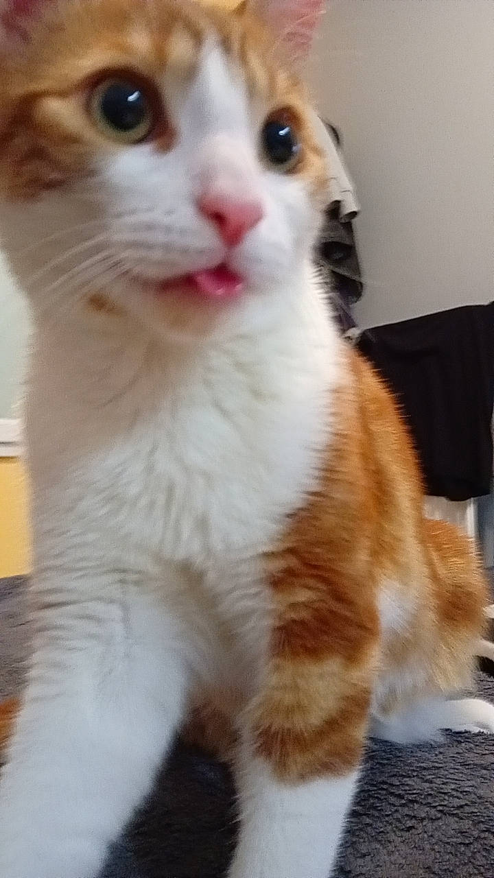 Shiro participe au concours pour gagner de l'argent avec cette photo : carnivore, cat, claw, domestic_short_haired_cat, eye, fawn, felidae, fur, head, paw, photography, small_to_medium_sized_cats, snapshot, snout, tail, terrestrial_animal, whiskers